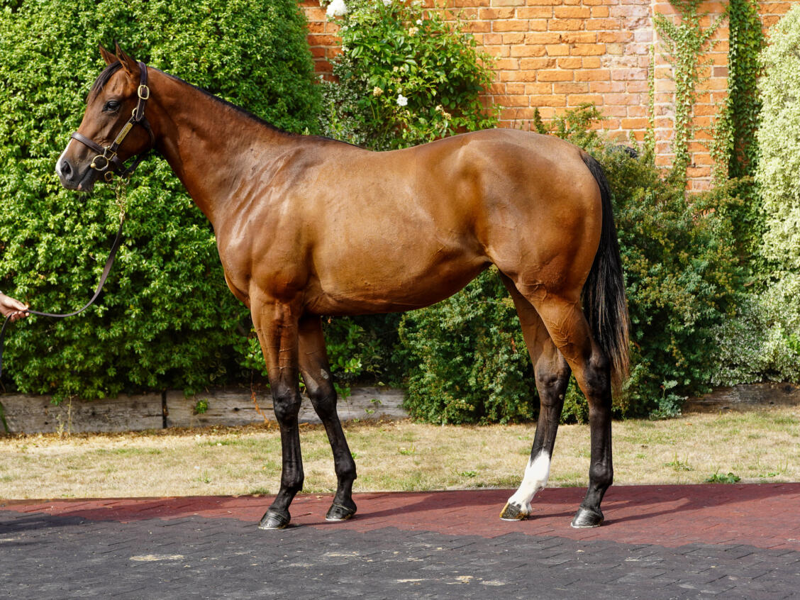 103 Showcasing x Carolinae