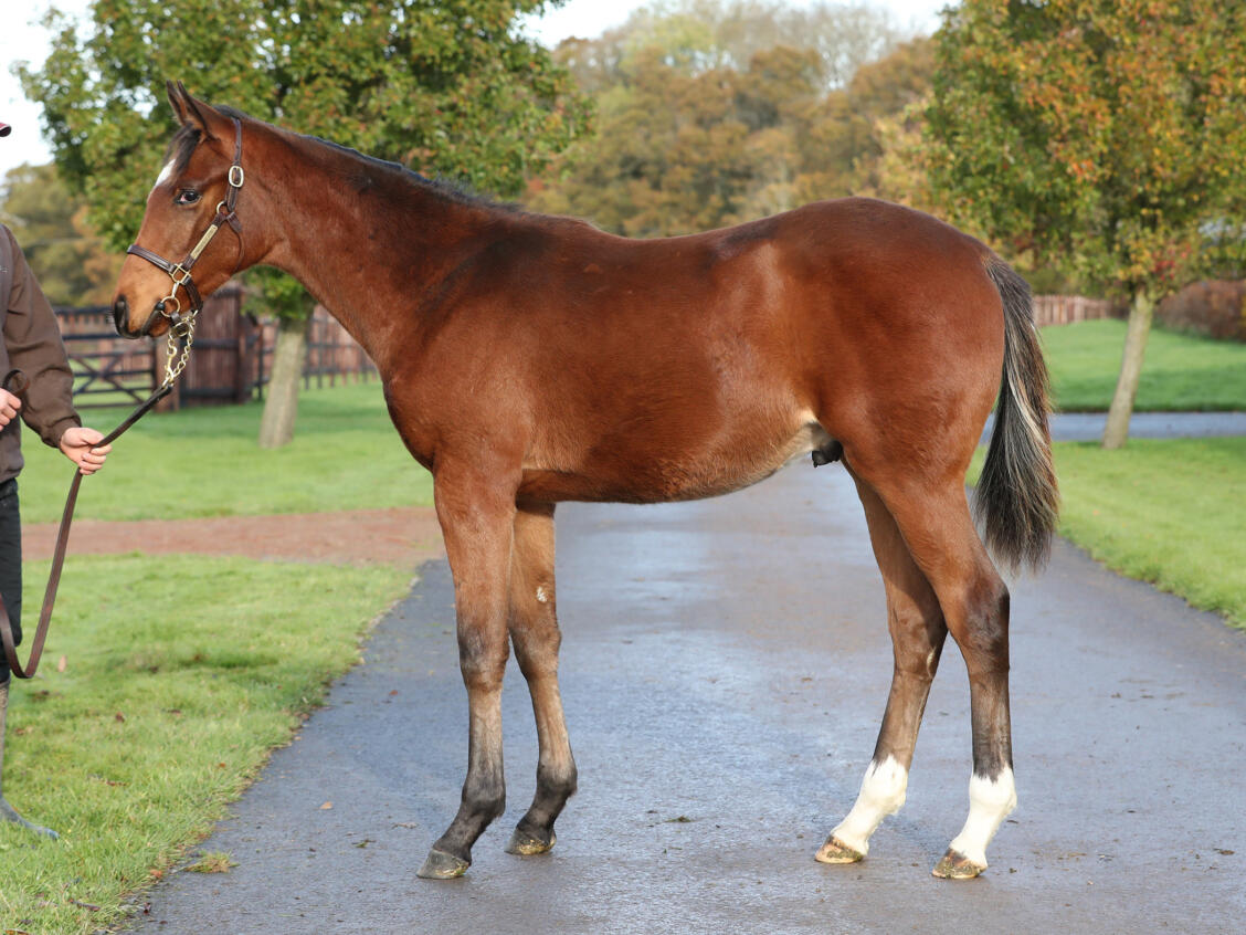 Frankel x Simple Verse 13 11 19