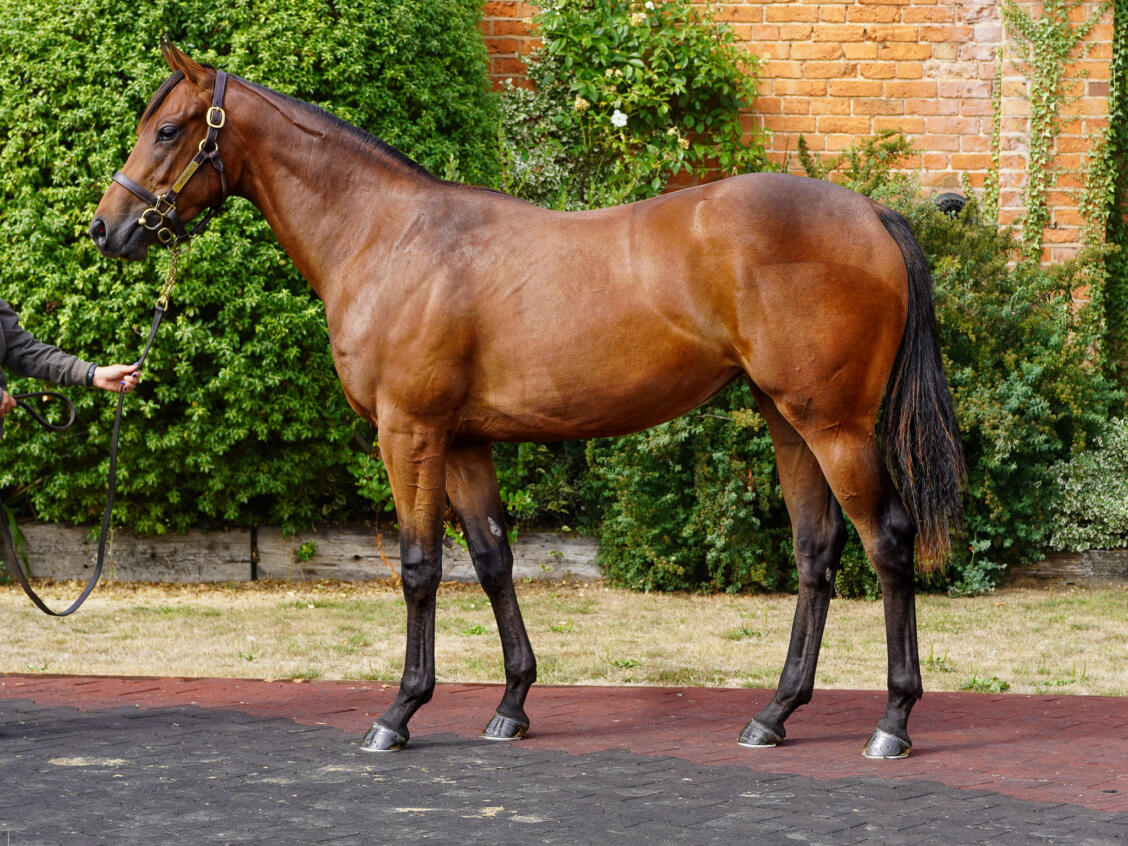 176 Zoustar x Festive Star