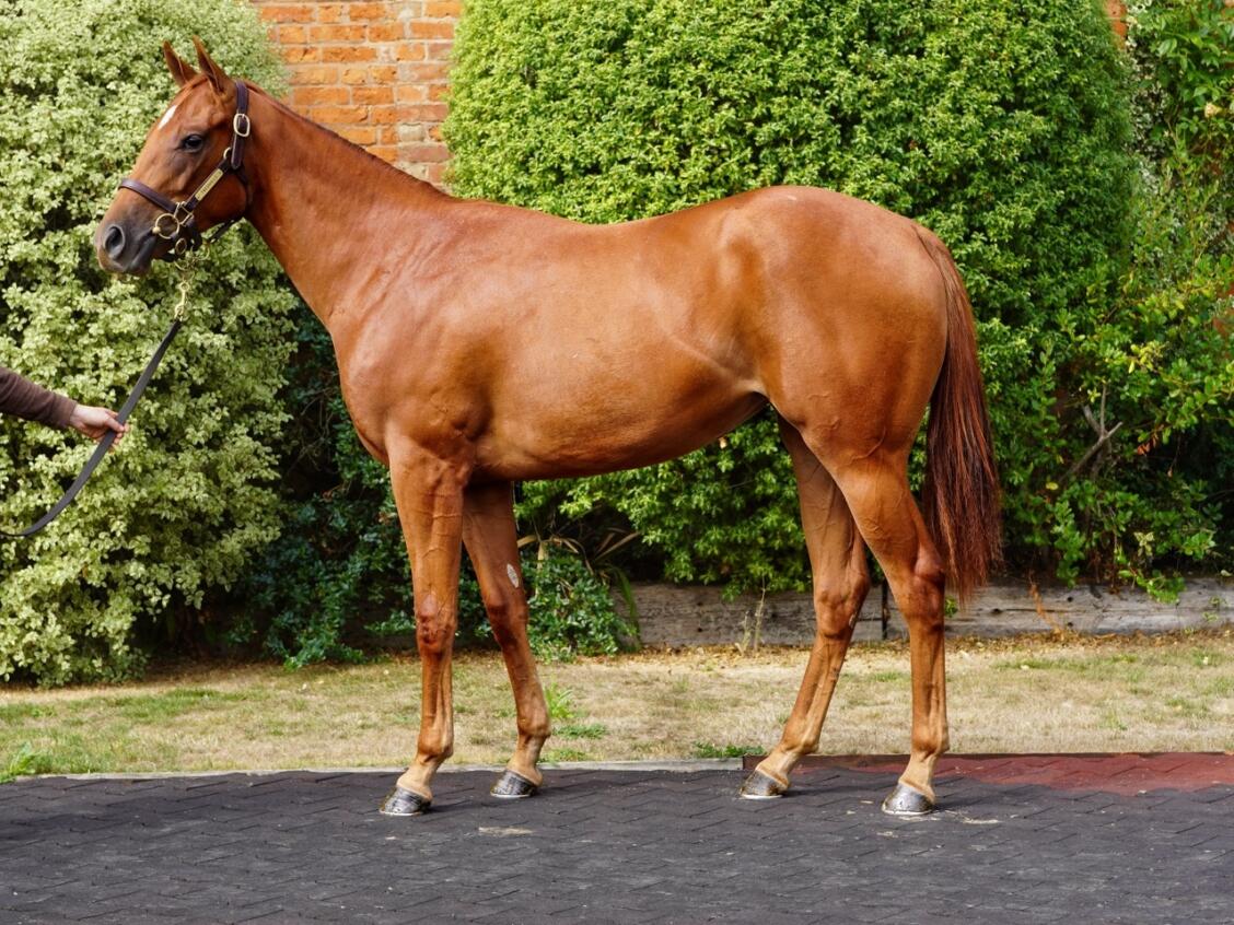 295 Zoustar x Mo Celita Large