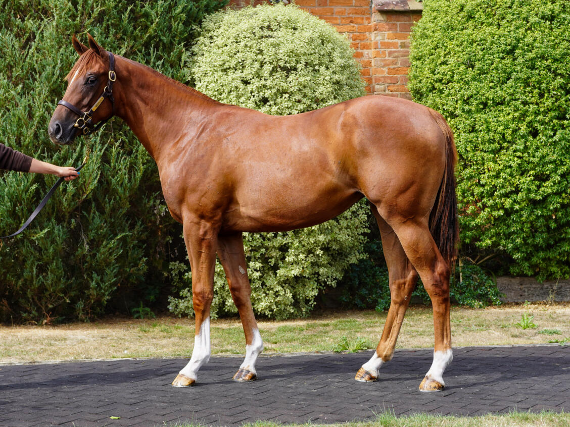 297 Zoustar x Moravia 2