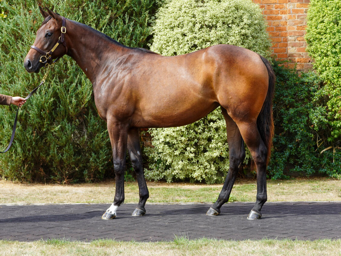 324 Havana Gold x Out Of The Flames