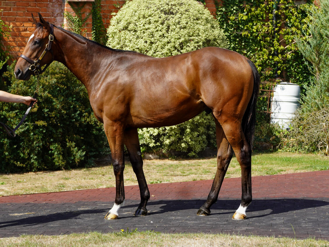 404 Kingman x Tiger Eye