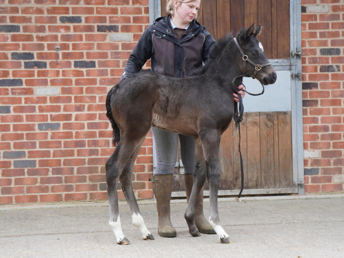 Kameko x Stride by Stride filly 25 18 03 25 front