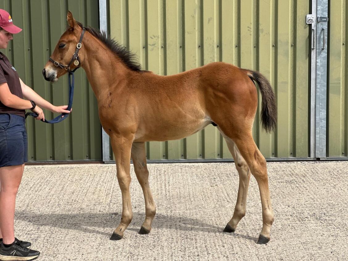 Minzaal x Gorgeous Noora25 colt 01 07 2025