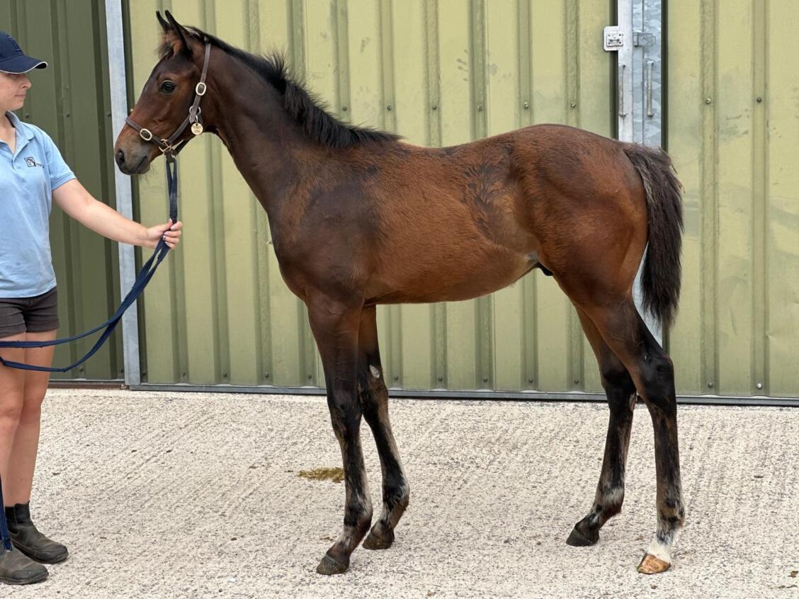 Kameko x Gold Sands25 colt 01 07 2025