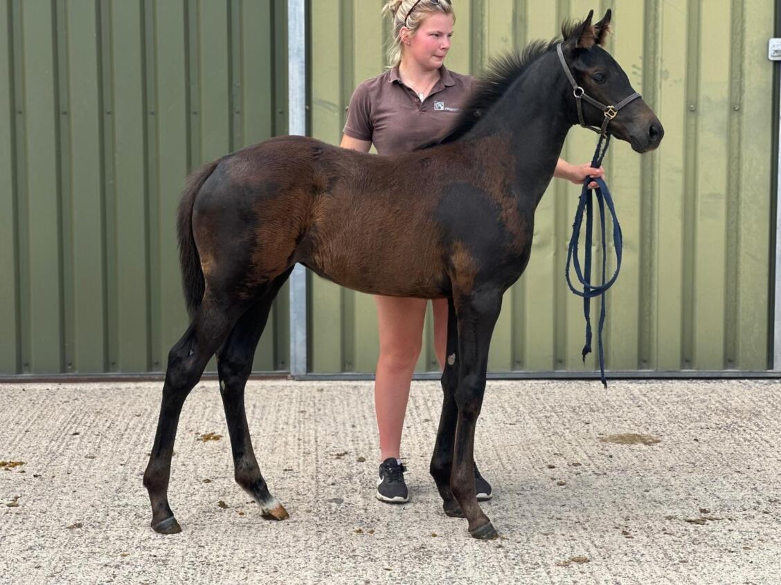 Kameko x Angelic Guest 25 filly 01 07 2025