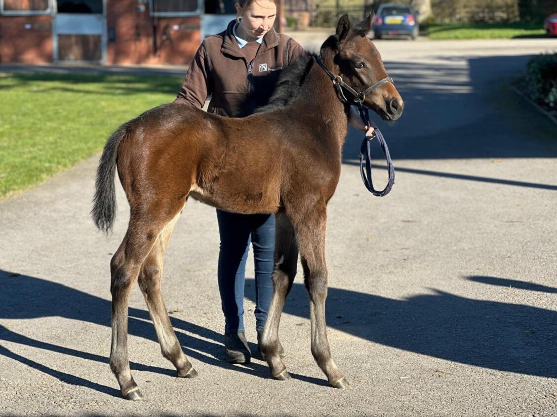 Zelzal x Sleek Gold 2025 colt 03 03 2025