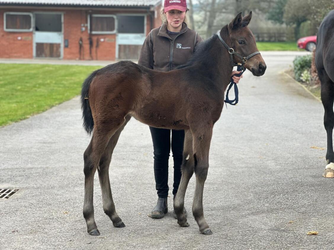 Zelzal x Sleek Gold 2025 colt 10 03 2025