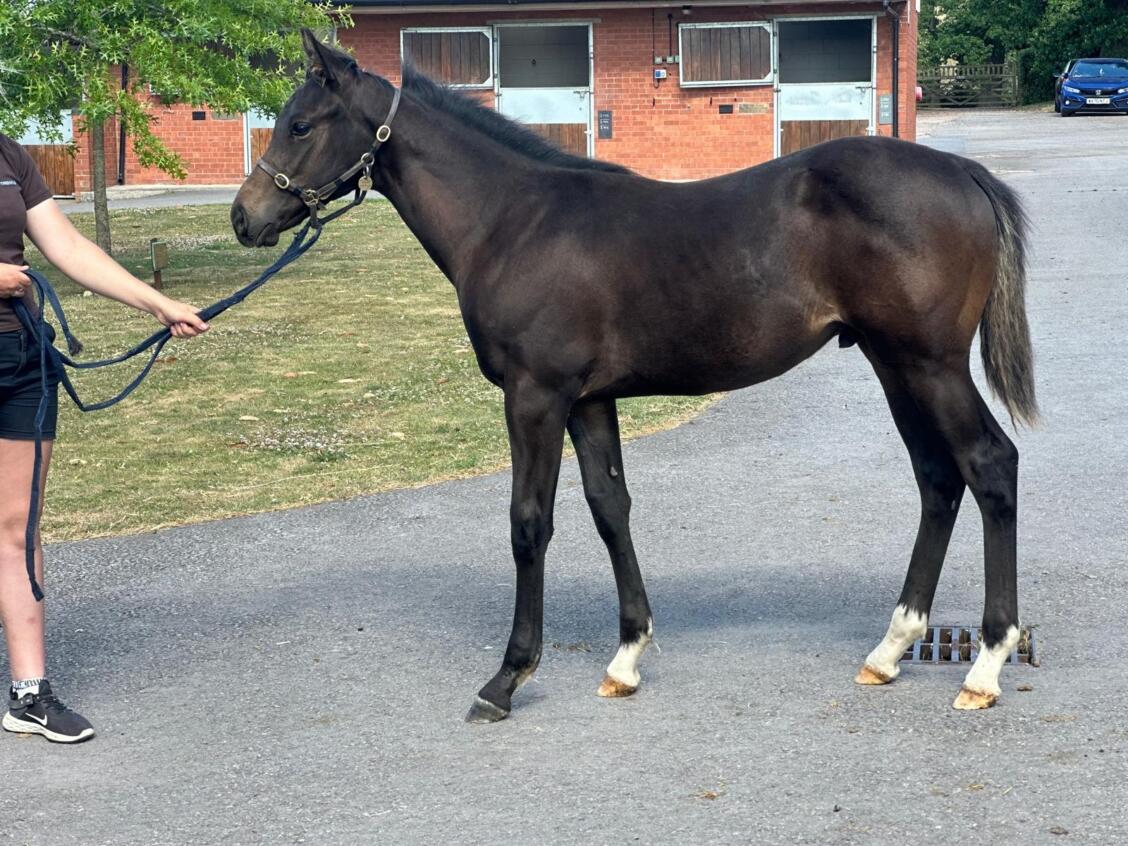 Ardad x Couplet25 colt 02 07 2025