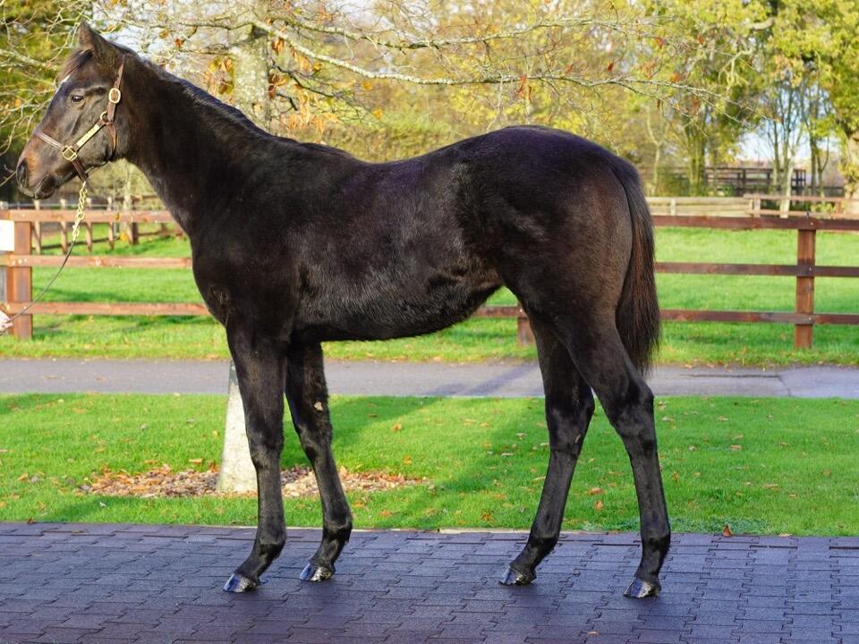 862 Havana Grey x Castle Hill Cassie 2 Large