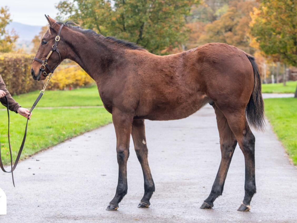 994 Ship of Dreams 1