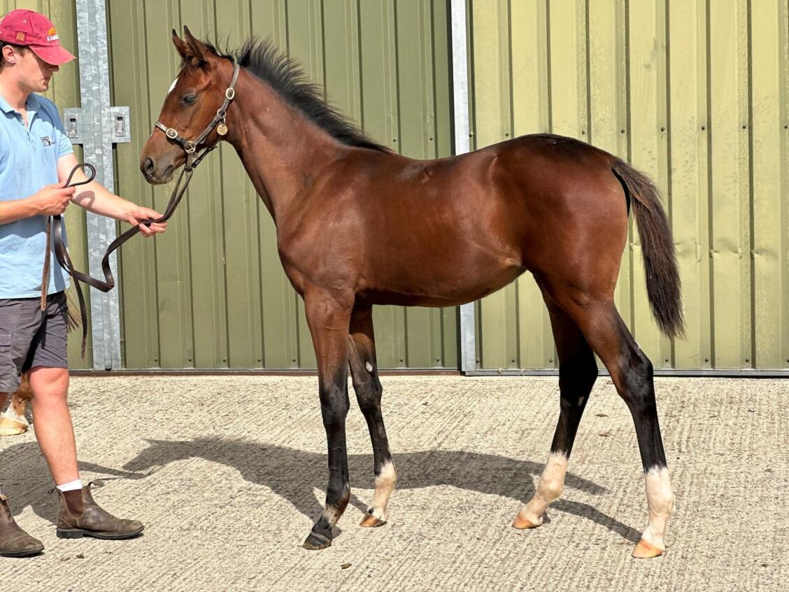 Camelot x Ninfea 24 filly 03 09 24