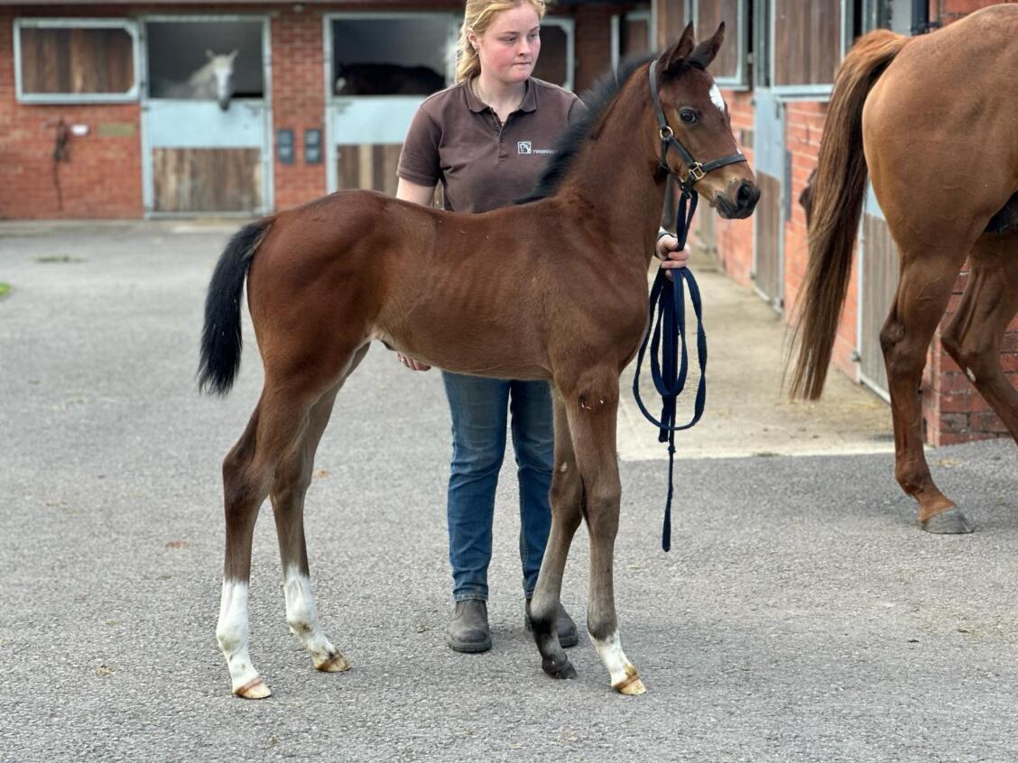 Camelot x Ninfea 24 filly 15 05 24