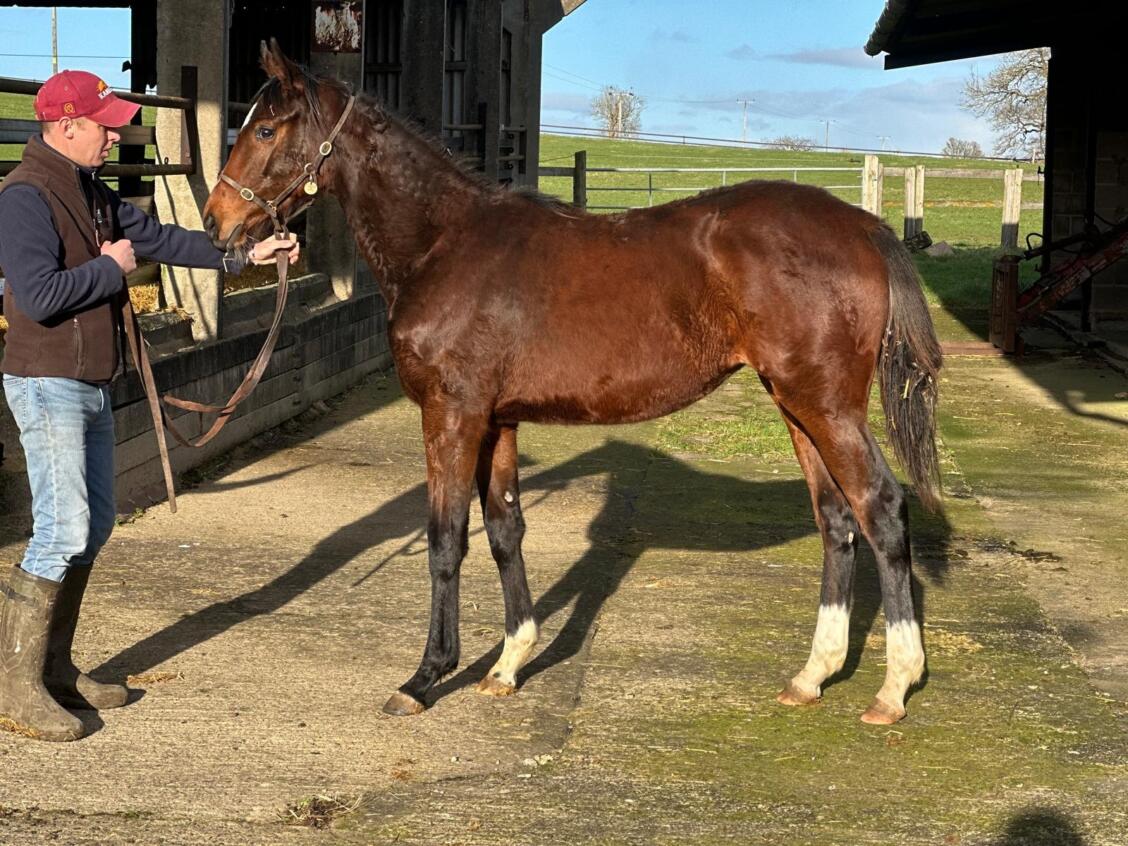 Camelot x Ninfea24 filly 25 02 2025