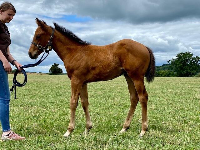 Charm Spirit x Adalene 2020 filly 10 07 20
