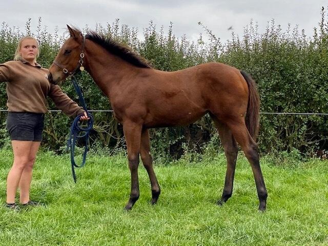 Charm Spirit x Adalene 2020 filly 22 09 20