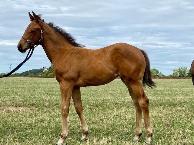 Charm Spirit x Adalene 2020 filly 23 07 20