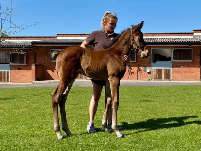 Charm Spirit x Multicultural 2020 colt 21 04 20 1