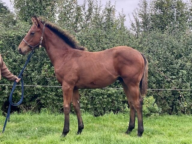 Charm Spirit x Multicultural 2020 colt 22 09 20