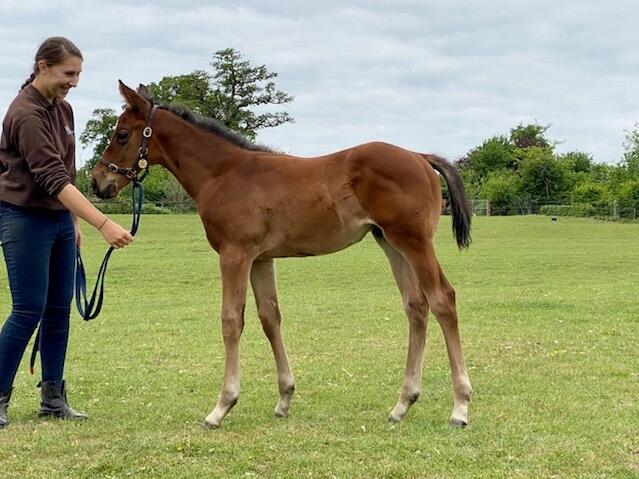 Charm Spirit x Multicultural 2020 colt 27 05 20