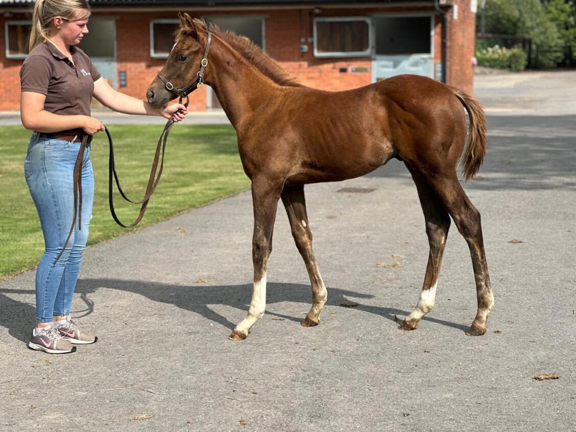 Churchill x Green and Pleasant 24 colt 03 09 24