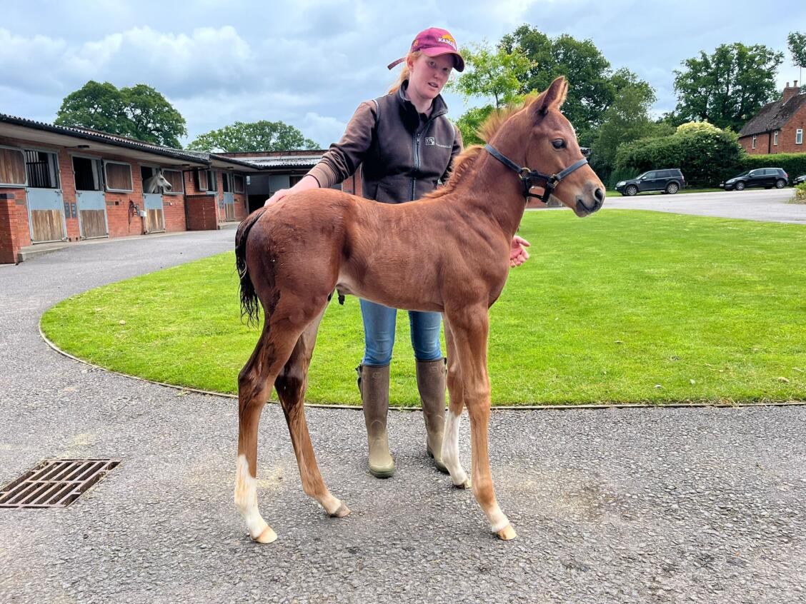 Churchill x Green and Pleasant 24 colt 24 05 24