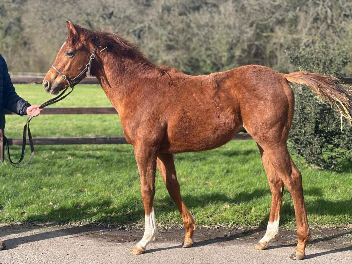 Churchill x Green and Pleasant24 colt 25 02 2025