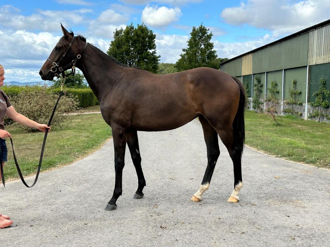 Churchill x Rakauri24 filly 14 08 25