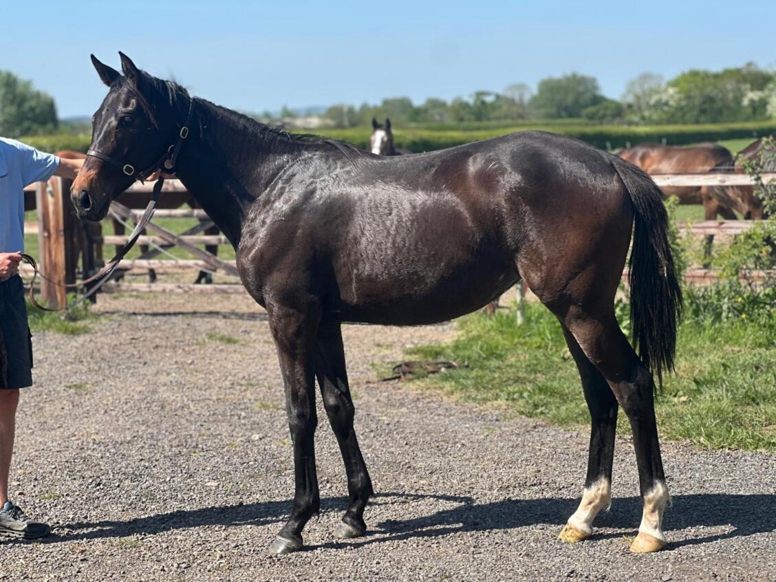 Churchill x Rakauri24 filly 30 04 2025