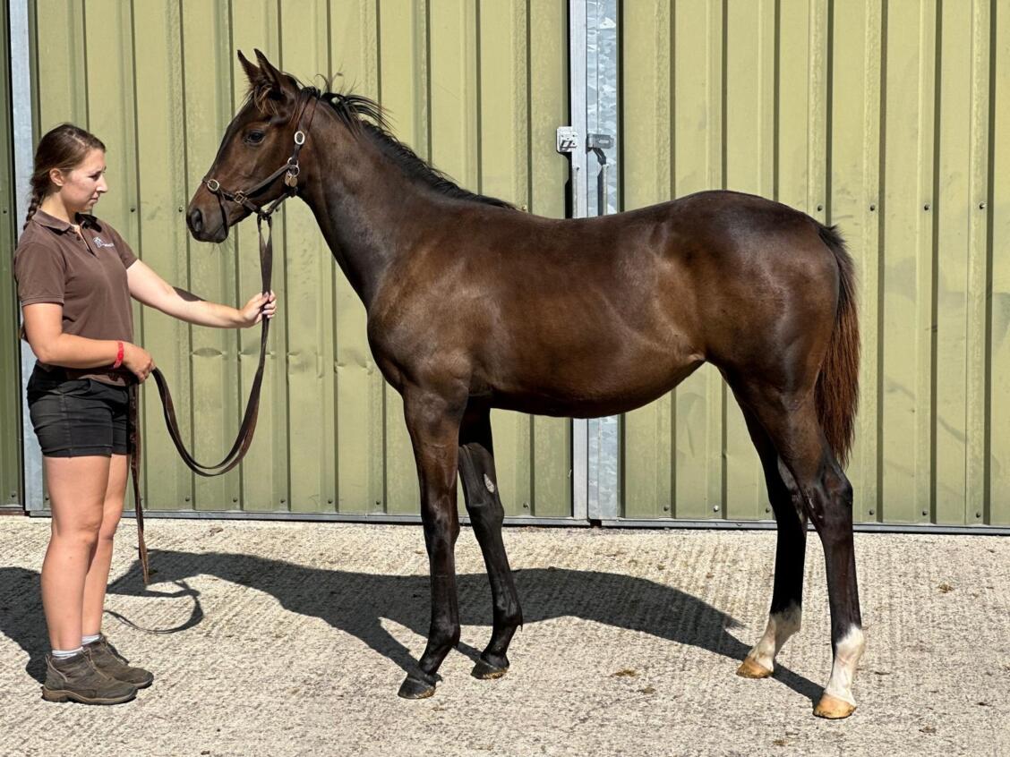 Churchill x Rakurai 2024 filly 02 09 24