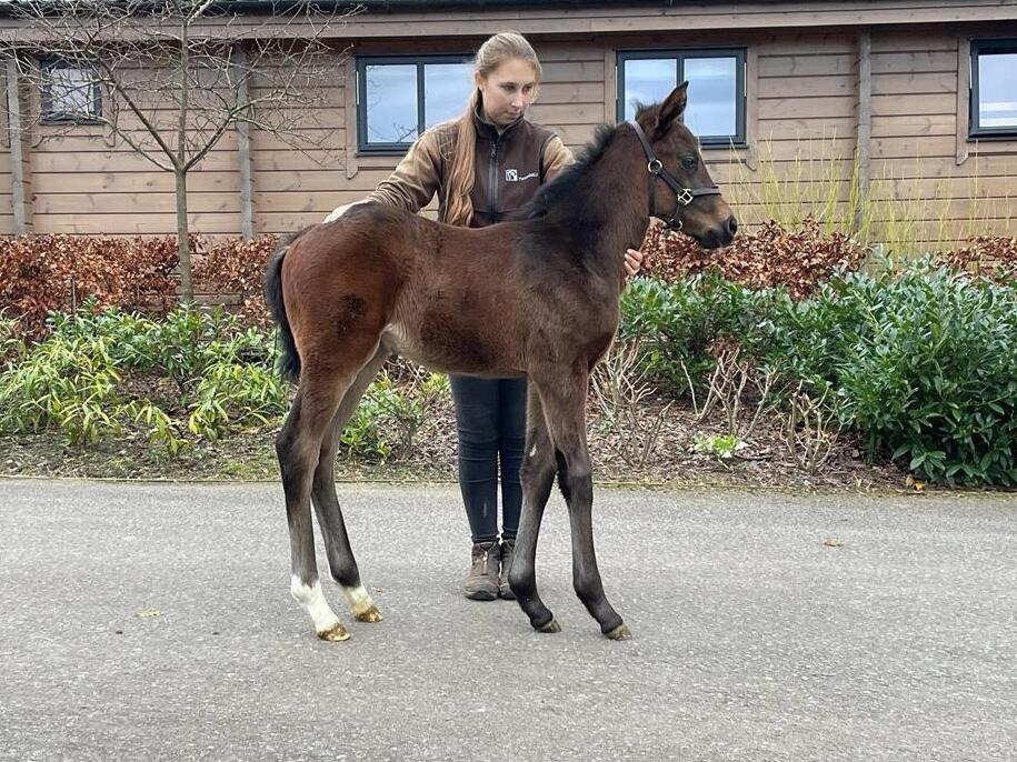 Churchill x Rakurai 2024 filly 05 02 24