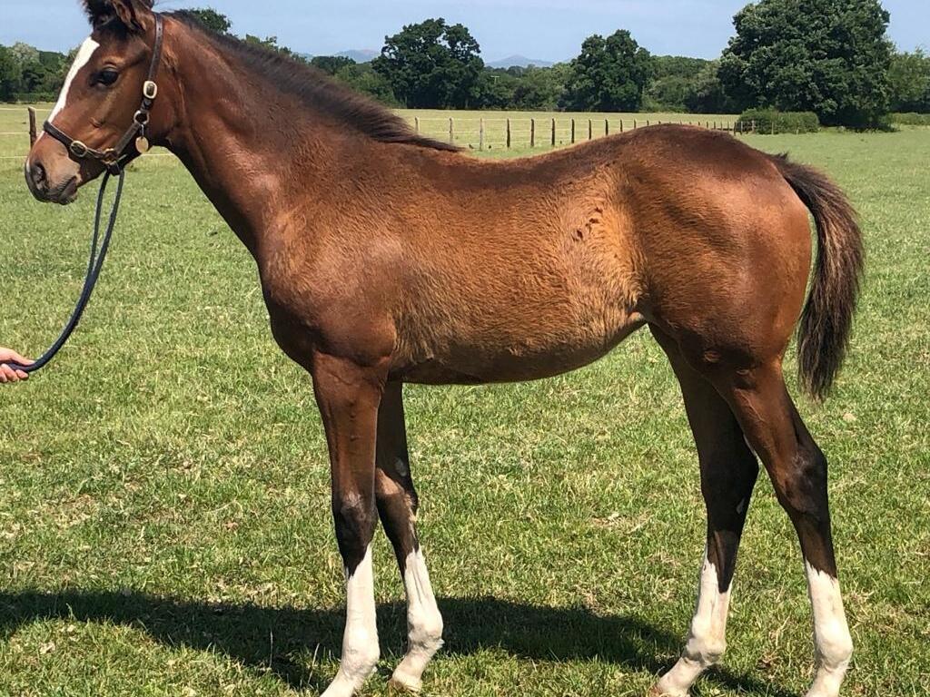 Churchill x Rosies Premier 24 06 20 1