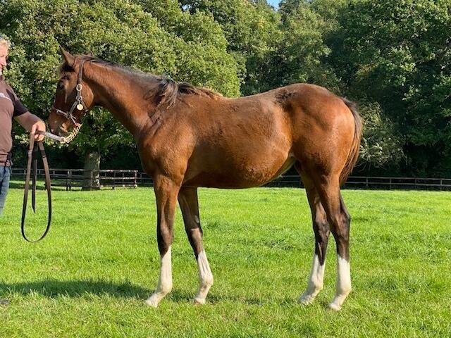 Churchill x Rosies Premiere 2020 filly 22 09 20