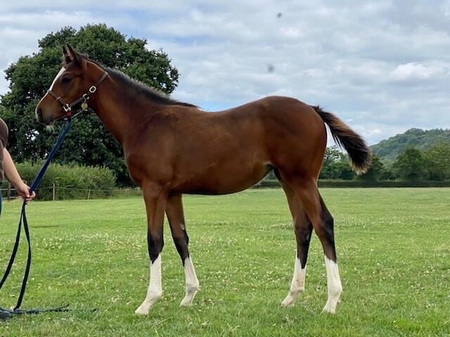 Churchill x Rosies Premiere 2020 filly 24 07 20