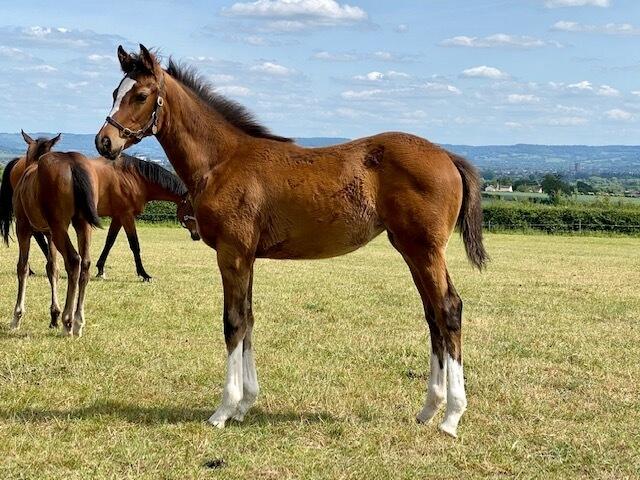 Churchill x Rosies Premiere 2020 filly 27 05 20
