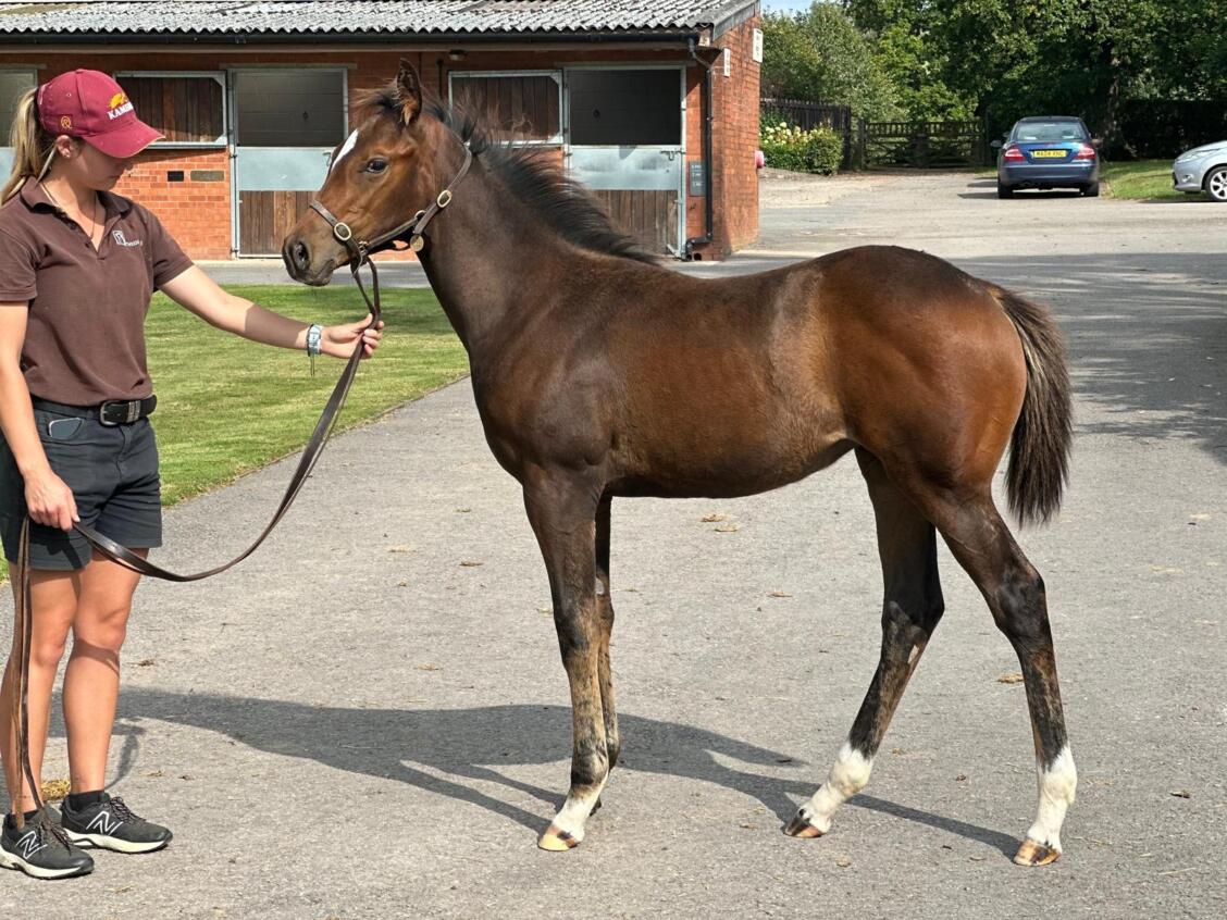 Cracksman x Worship24 Filly 03 09 24