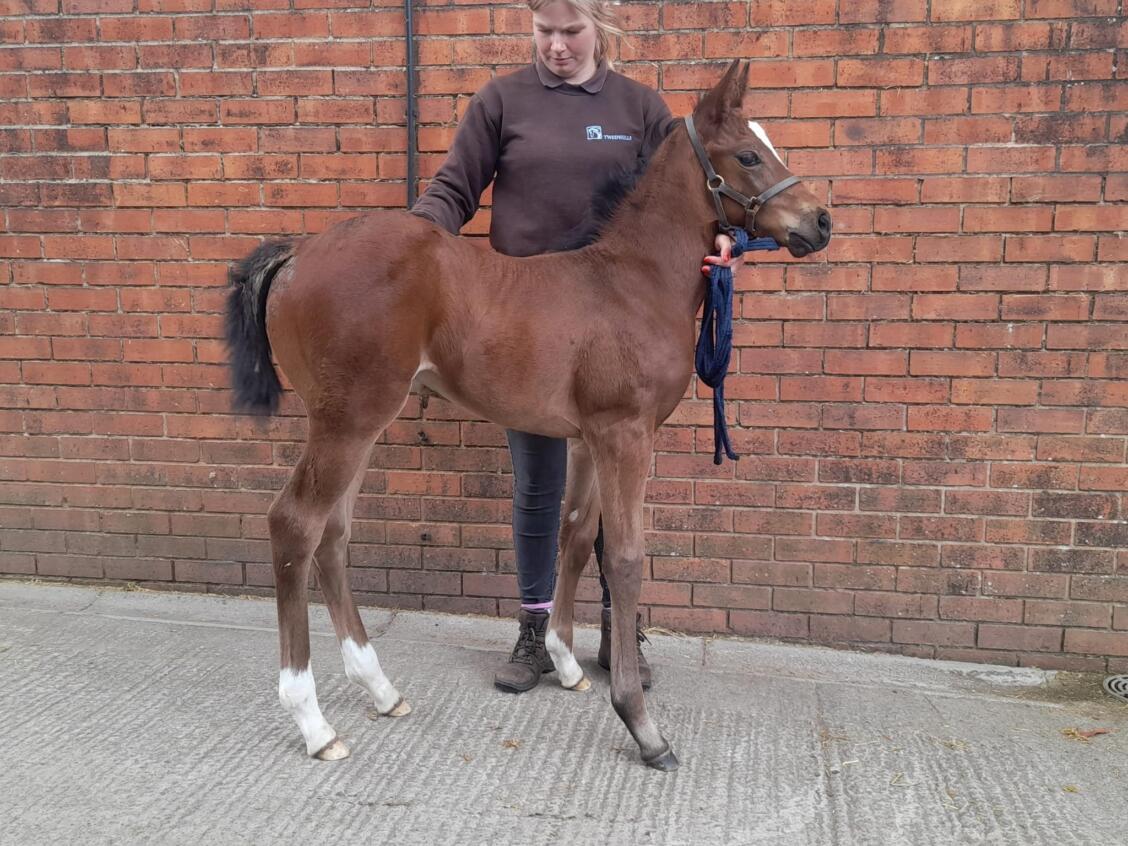 Cracksman x Worship24 Filly11 06 24