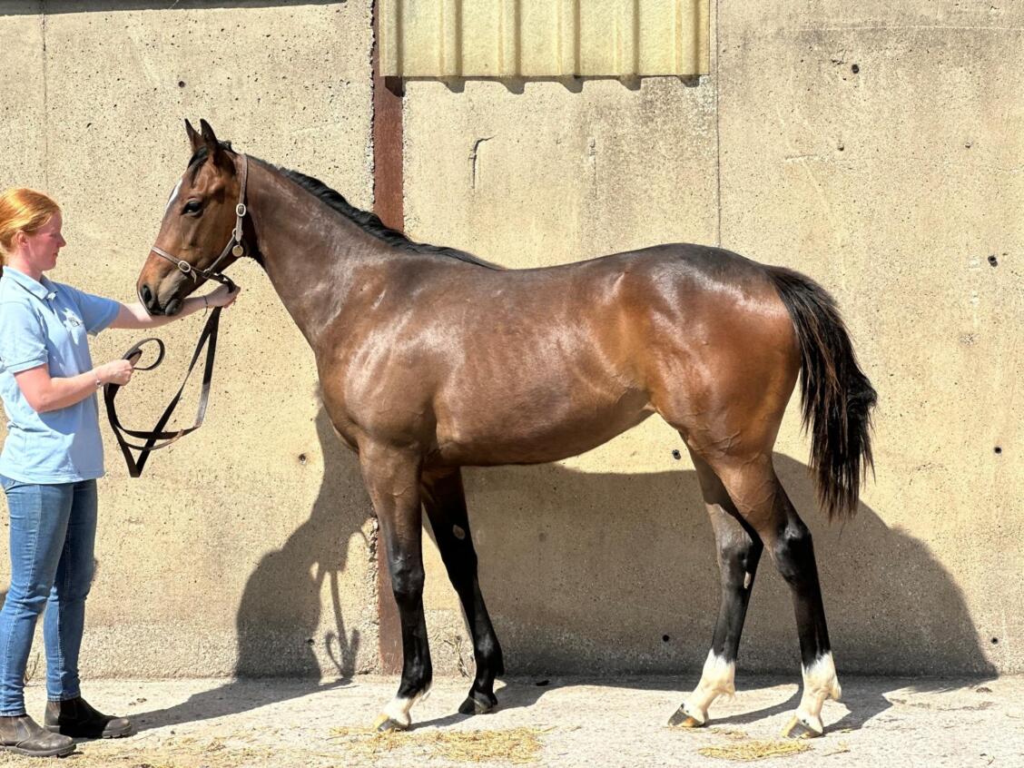 Cracksman x Worship24 filly 09 05 2025