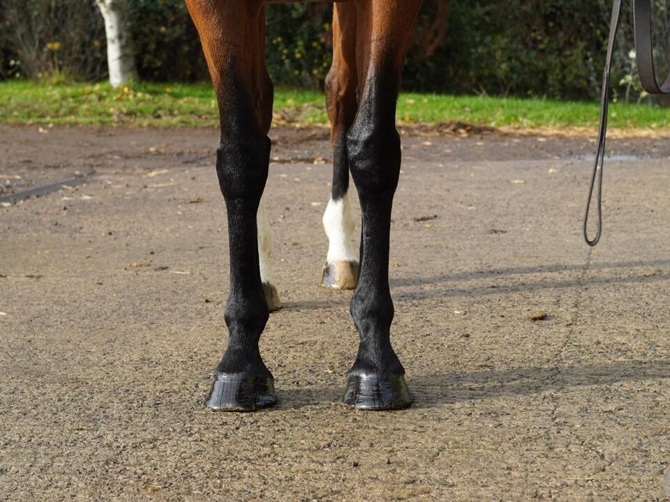 Lot 1379 Tiger Eye Fronts