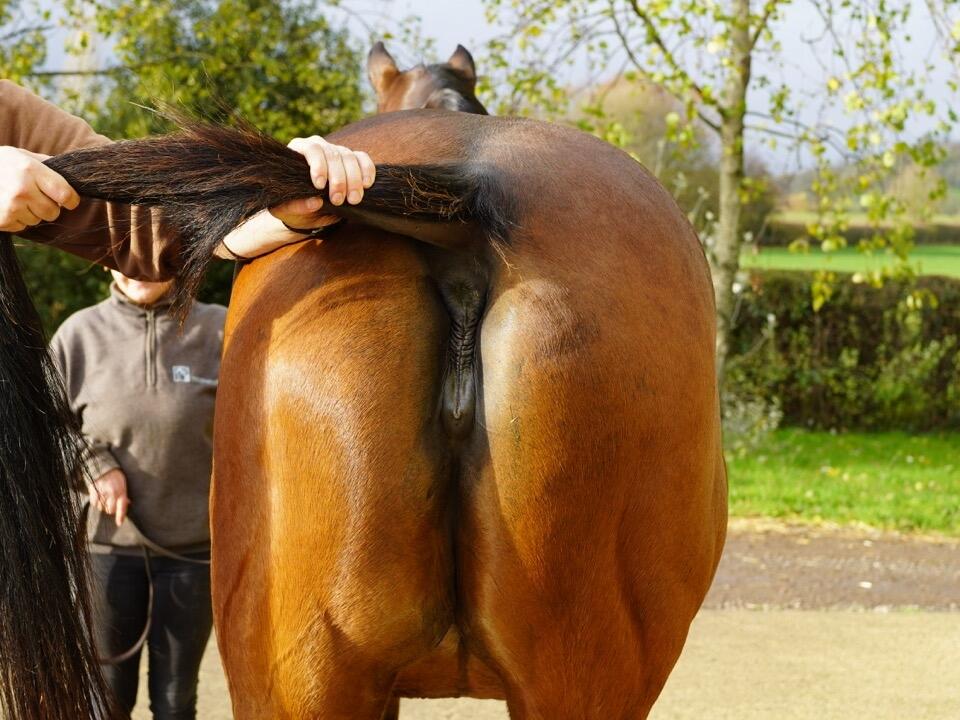 Lot 1379 Tiger Eye Hinds
