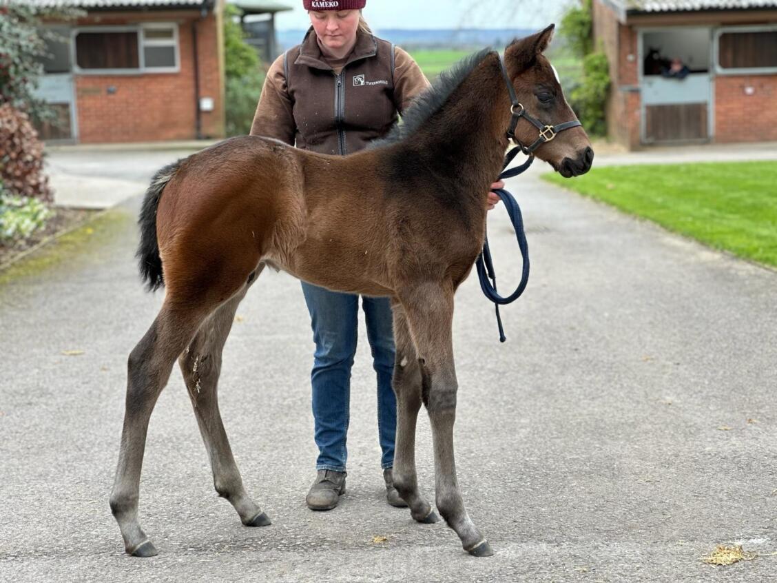 Frankel x Con Te Partiro 24 colt 04 03 24