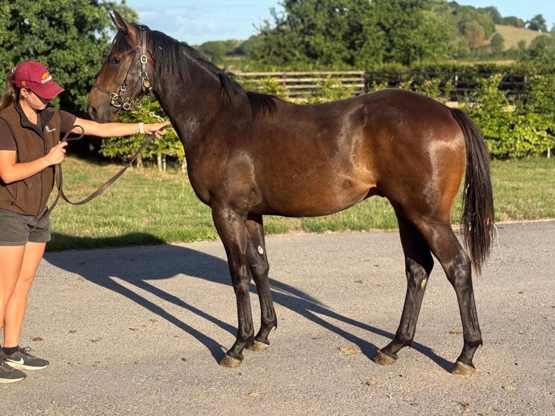 Frankel x Con Te Partiro24 colt 08 08 25