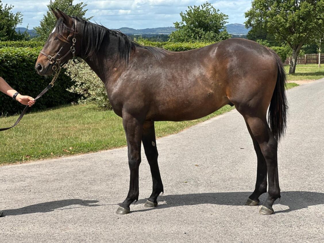 Frankel x Con Te Partiro24 colt 23 06 25