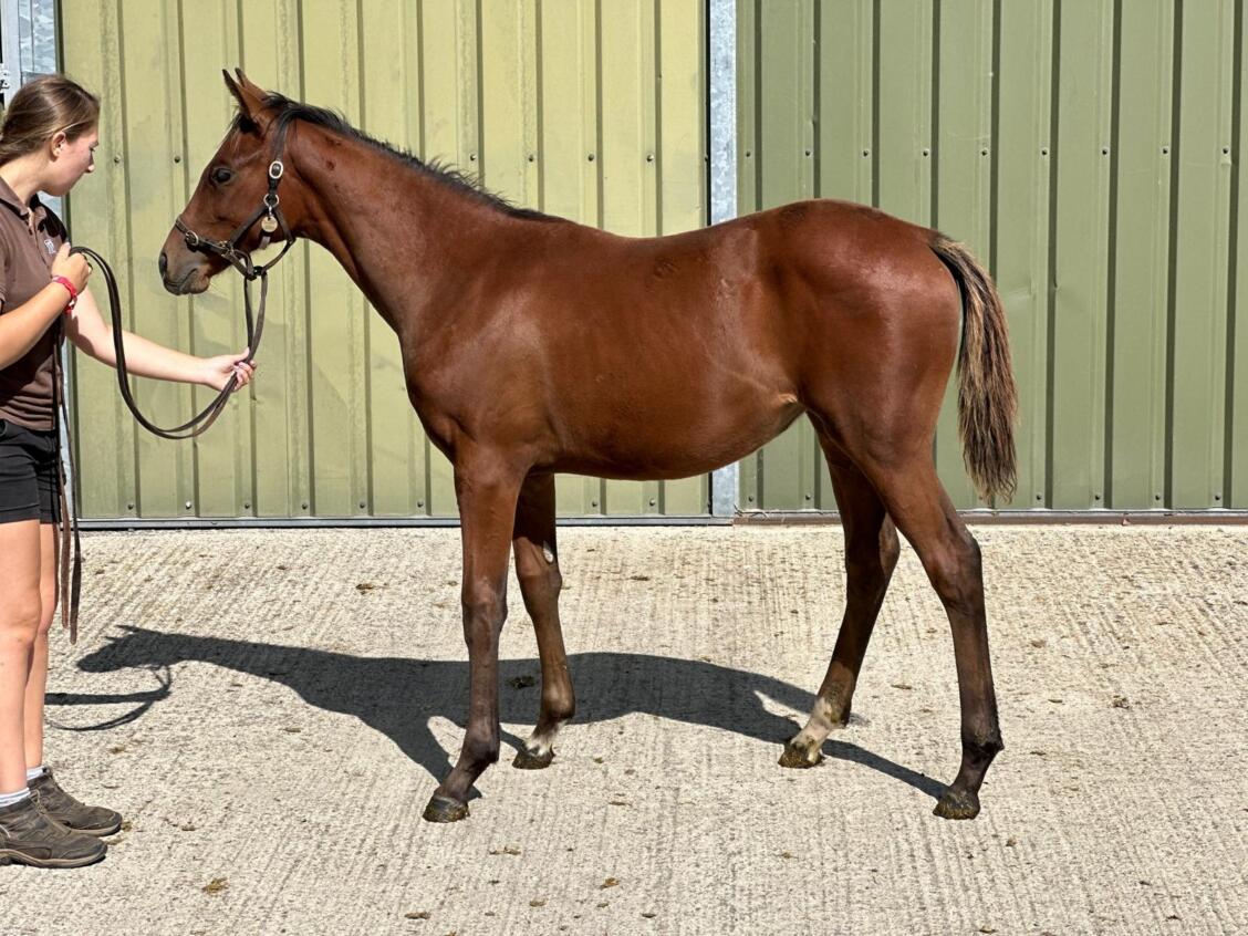 Frankel x Danza Cavallo 24 filly 02 09 24