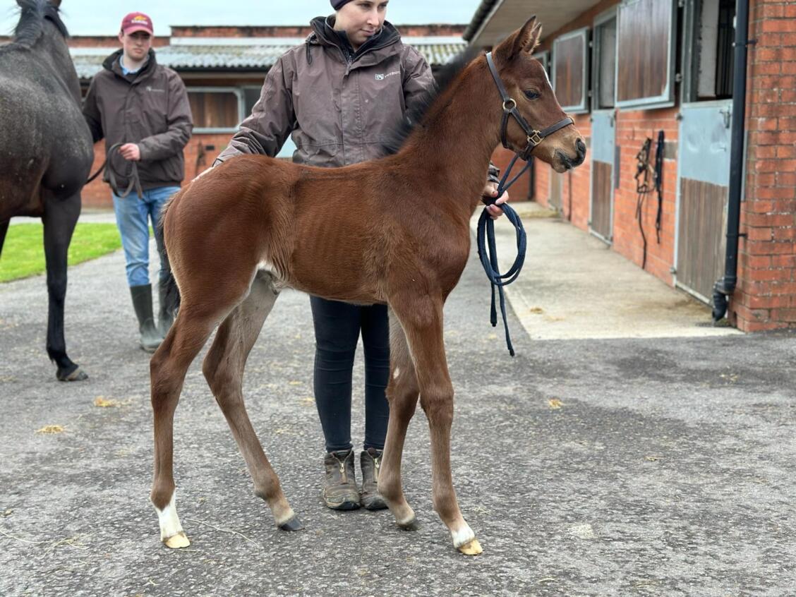 Frankel x Danza Cavallo 24 filly 11 03 24