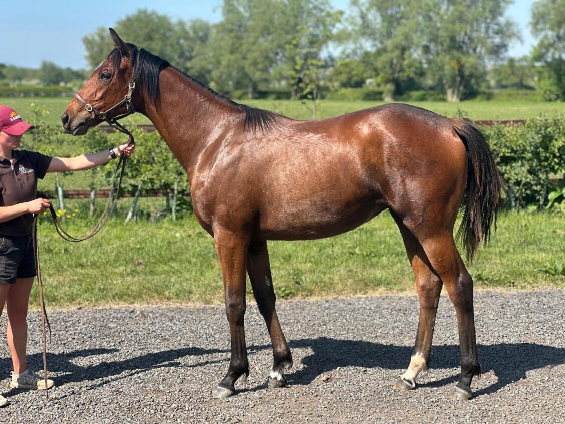 Frankel x Danza Cavallo24 filly 30 04 2025