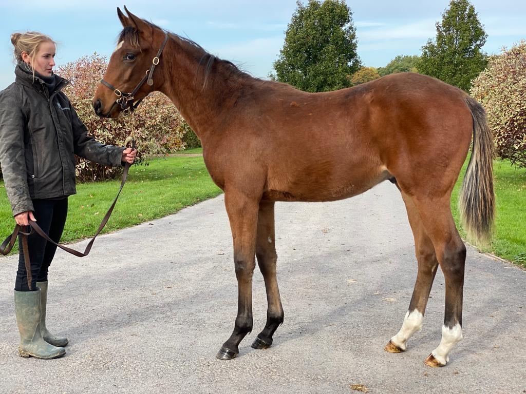 Frankel x Simple Verse 19 colt 28 10 19 1