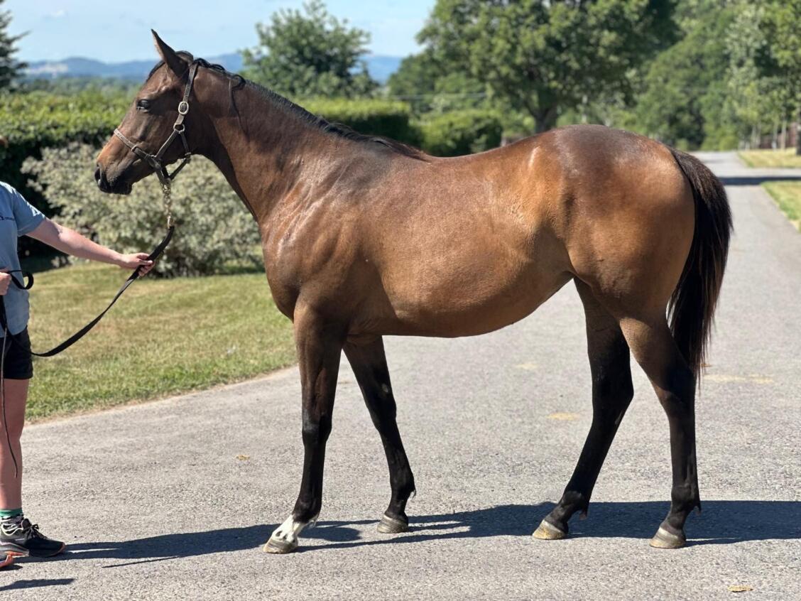 Havana Gold x Out Of The Flames24 filly 01 072025