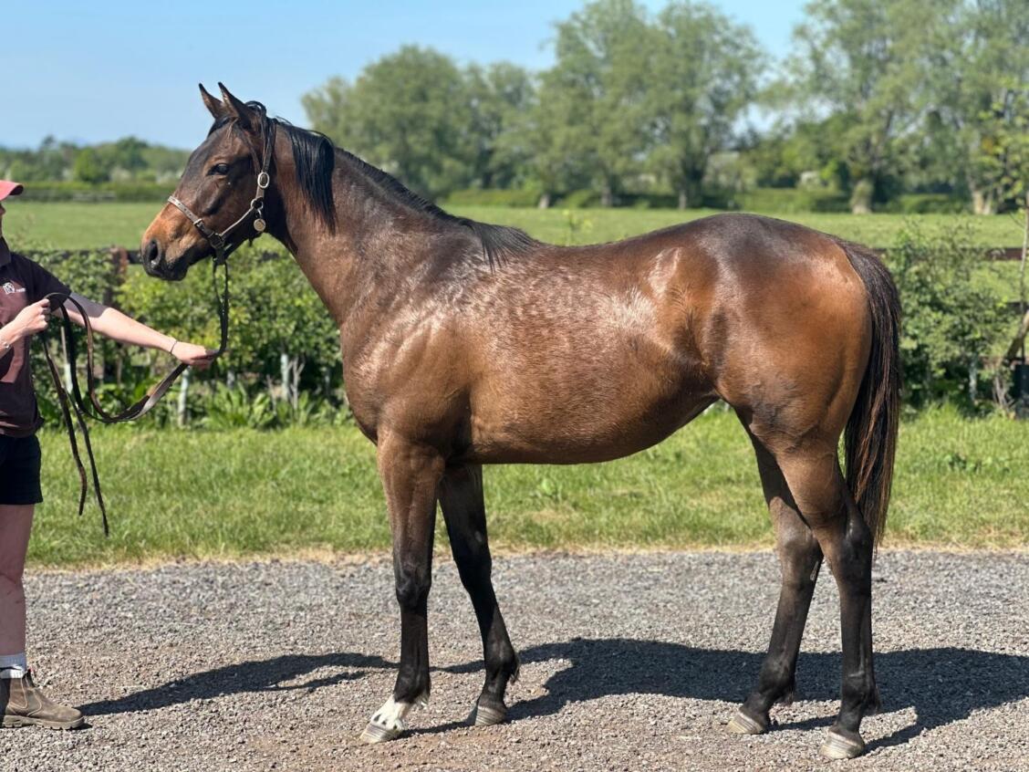 Havana Gold x Out Of The Flames24 filly 230 04 2025
